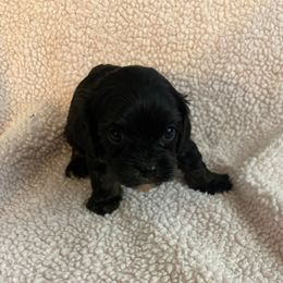Mayor - Black and tan male Cavapoo puppy in Albuquerque, New Mexico from Enchantment Cavapoo & Pugapoo Puppies