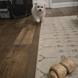 Bichon Frise Puppies from Beloved Bichon