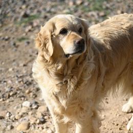 GG Zuri - Golden female Golden Retriever puppy in Loveland, Colorado from Grateful Bernese & Gage's Goldens