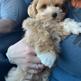 Honey 🍯 - Miniature Schnauzer