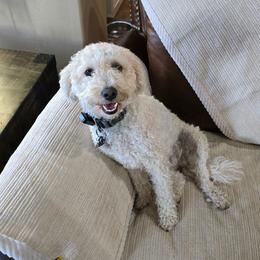 Kaiya - Goldendoodle