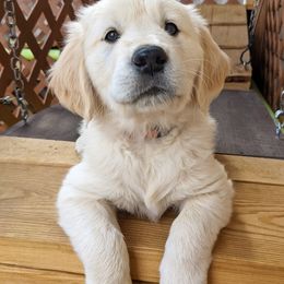 Golden Retriever Puppies from Mountain Sky Goldens