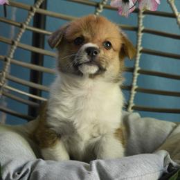 Girl 1 - Red Pembroke Welsh Corgi puppy in Gig Harbor, Washington from Pacific Northwest Pembroke Welsh Corgis