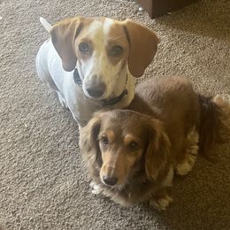 Dachshund Puppies from P&P Dachshunds