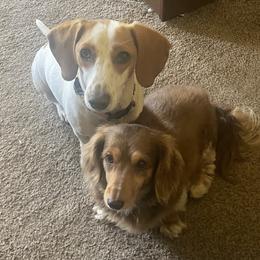 Dachshund Puppies from P&P Dachshunds