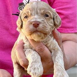 Reaper - Buff male Cockapoo puppy in Mocksville, North Carolina from Little Bear Doodles