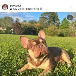 French Bulldog All Grown Up from Millers kennel