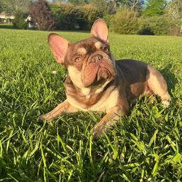 French Bulldog All Grown Up from Millers kennel