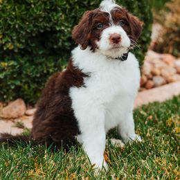 Aussiedoodle, Cavapoo, and Miniature American Shepherd Puppies from Maddilyn Dennett