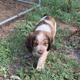 Wish (yellow collar) - Liver white and tan male English Springer Spaniel puppy in Statesville, North Carolina from Rockin’ Slow Farms