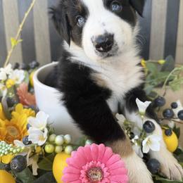Bud - Black tri-color male Australian Shepherd puppy in Mesa, Arizona from Four Peaks Aussies