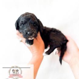 Turquoise - Black and white female Aussiedoodle puppy in Corydon, Indiana from Ridgeline Doodles