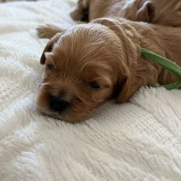 Palmer - Red and white male Cockapoo puppy in Yuba City, California from The Doodle Barn