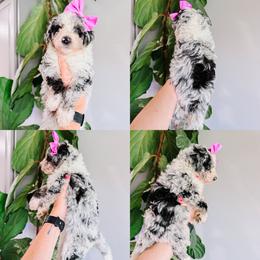 Dahlia Purple Collar - Merle female Sheepadoodle puppy in Republic, Missouri from DOOD & Co