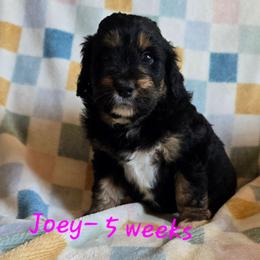 Skye - Black tri-color female Aussiedoodle puppy in Redding, California from House Merrills Minis and Doodles
