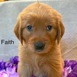 Faith - Dark golden female Golden Retriever puppy in Winnsboro, Texas from Crimson Golden Retrievers