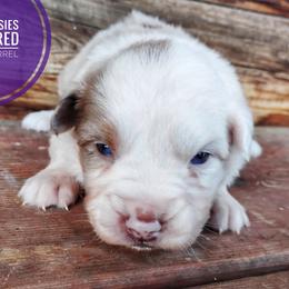 Squirrel - Red merle female Miniature Australian Shepherd puppy in Kettle Falls, Washington from Ellie's Miniature Australian Shepherds