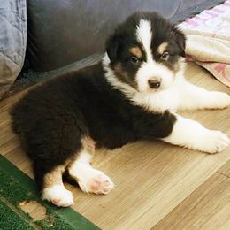 Black Tri Boy 1 (Ivy x Ranger) - Black tri-color male Australian Shepherd puppy in Nuevo, California from Old West Australian Shepherds