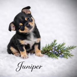 Health Tested CKC Juniper - Black and tan male Chihuahua puppy in Scottdale, Pennsylvania from Itty Bitty Boston & Chi Co, Veteran Owned