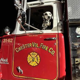 Basset Hound and Dalmatian Puppies from Lazy B Bassets and Dalmatians