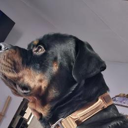 Rottweilers from Rottbies