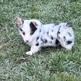 American Corgi and Pembroke Welsh Corgi Puppies from Caddeaux Corgis