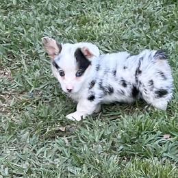 American Corgi and Pembroke Welsh Corgi Puppies from Caddeaux Corgis