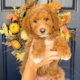 Violet - Red  female Goldendoodle puppy in Murrieta, California from Apricot Poodles & Goldendoodles, LLC