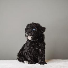 Dolly - Black and white female Schnoodle puppy in Caldwell, Idaho from Boise Doodle Co.