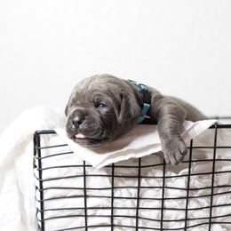Cane Corso Puppies from KingWood Cane Corso
