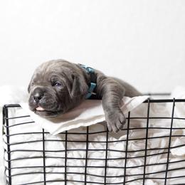 Cane Corso Puppies from KingWood Cane Corso