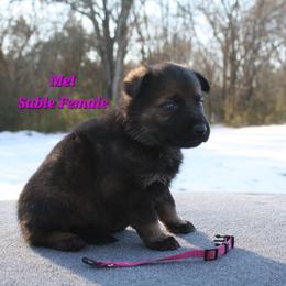 Mel - Sable female German Shepherd puppy in Ratcliff, Arkansas from Ridgeline Shepherds
