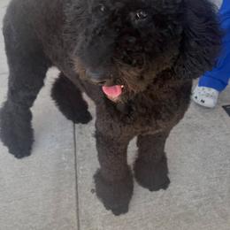 Paris - Labradoodle
