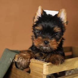 Clyde - Black and gold male Yorkshire Terrier puppy in North Port, Florida from Noble Pets