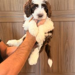 Chocolate parti male 2 - Parti male Goldendoodle puppy in Vallejo, California from Well Rooted Doodles