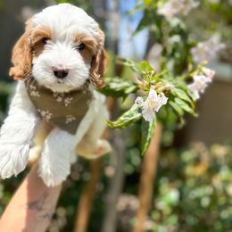 Australian Labradoodle and Labradoodle Puppies from Doodles_Ko