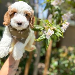 Australian Labradoodle and Labradoodle Puppies from Doodles_Ko
