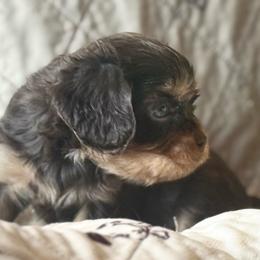 Scooby - Chocolate male Cavalier King Charles Spaniel puppy in Lawton, Oklahoma from Wild Wishes Cavaliers