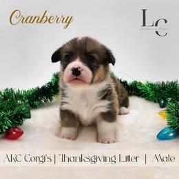 Cranberry - Red male Pembroke Welsh Corgi puppy in Pine Village, Indiana from NL Horsemanship
