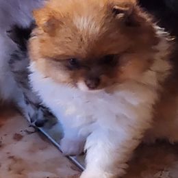 Pomeranian Puppies from La Belle Pomeranians