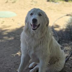 Marilla - White female Colorado Mountain Dog puppy in Chino Valley, Arizona from Big Sky Acres