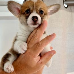 Algiz Gebo Hollyberry (Girl 3) - Sable female Pembroke Welsh Corgi puppy in Hallandalle, Florida from Algiz Gebo