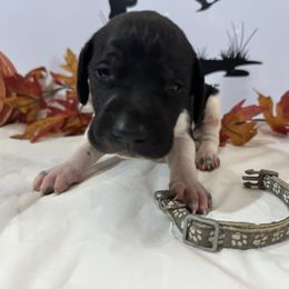 Gray - Black roan male German Shorthaired Pointer puppy in Newton Grove, North Carolina from Wayalife Labradors & Gsp’s