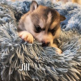 Jill - Gray and white female Pomsky puppy in Blackfoot, Idaho from Snake River Pomskys