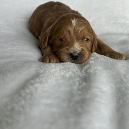 Mike - Red male Cavapoo puppy in Vineyard, Utah from Pitter Patter Puppies