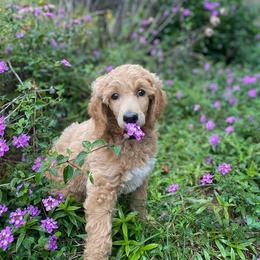 Poodle Puppies from Kurtz Poodles