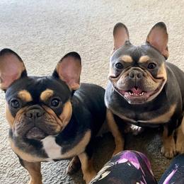 Roxy - Black and tan female French Bulldog puppy in Woodhaven, Michigan from Maldonado Frenchies