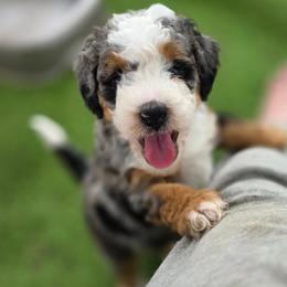 Fiji - Merle female Bernedoodle puppy in Mc Gaheysville, Virginia from Doting Doodles