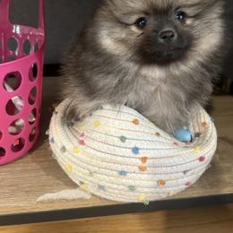 Pomeranian Puppies from Tea Pup Pomeranians