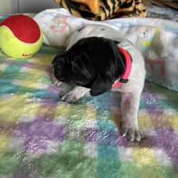 Girl 2 - Liver and white female German Shorthaired Pointer puppy in Garland, North Carolina from Echo Acres Farm